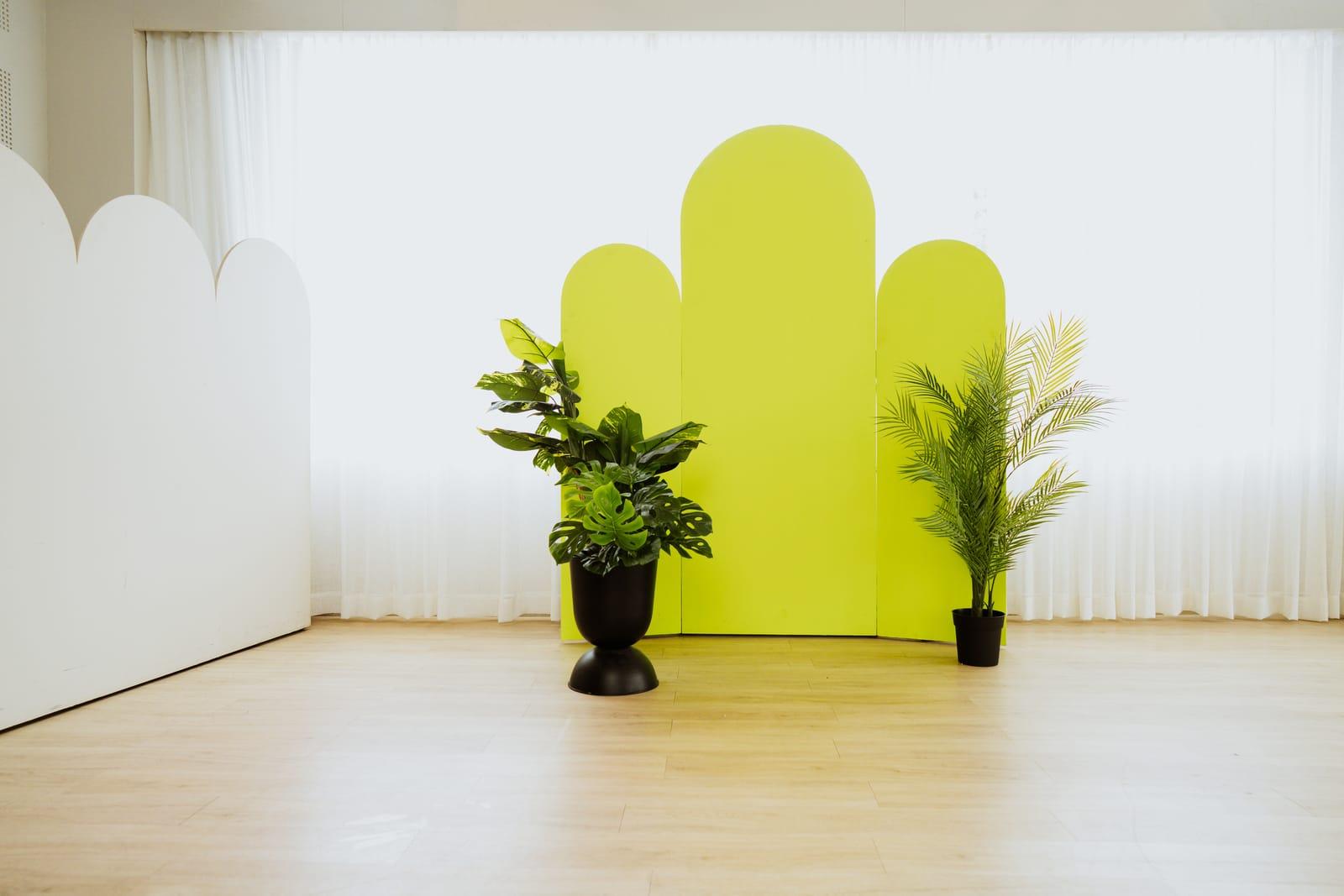 Lime green panel backdrop with plants at Veedo Lumen studio Kochi